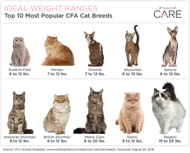 the-maine-coon-kitten-size-weight-price-chart-by-age