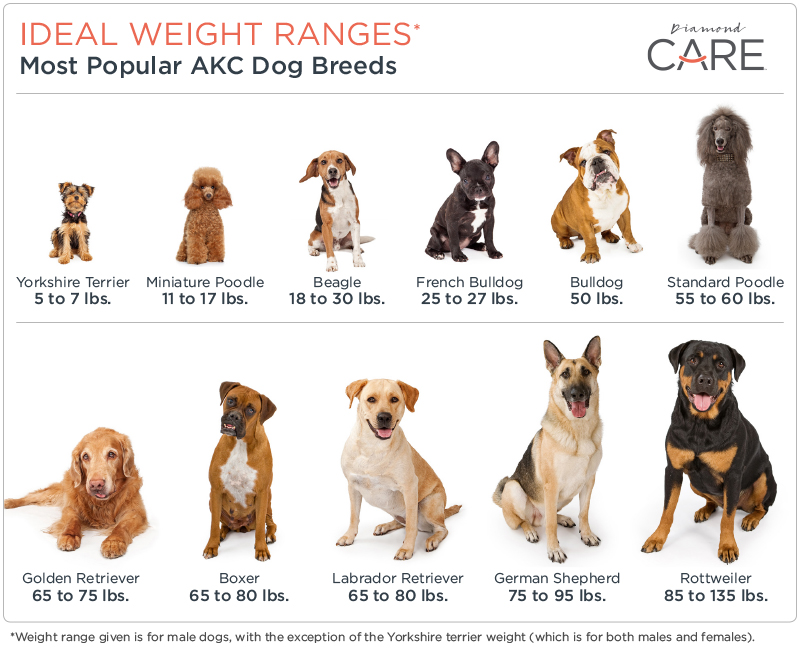 Dog breed weight small medium large