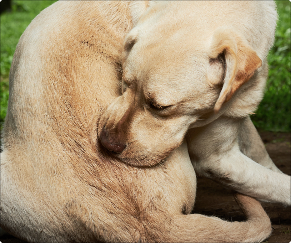 the-right-food-can-help-a-dog-with-sensitive-skin-diamond-care