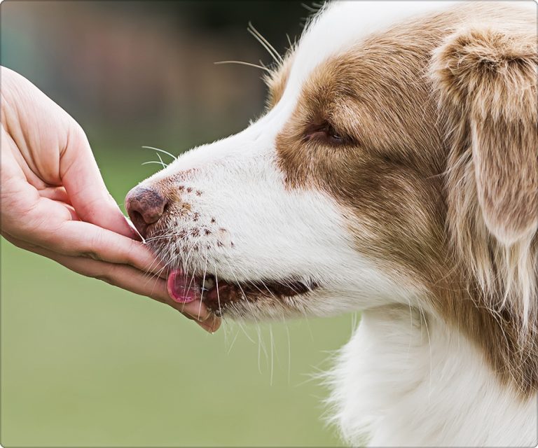 why-are-our-dogs-getting-fatter-diamond-care