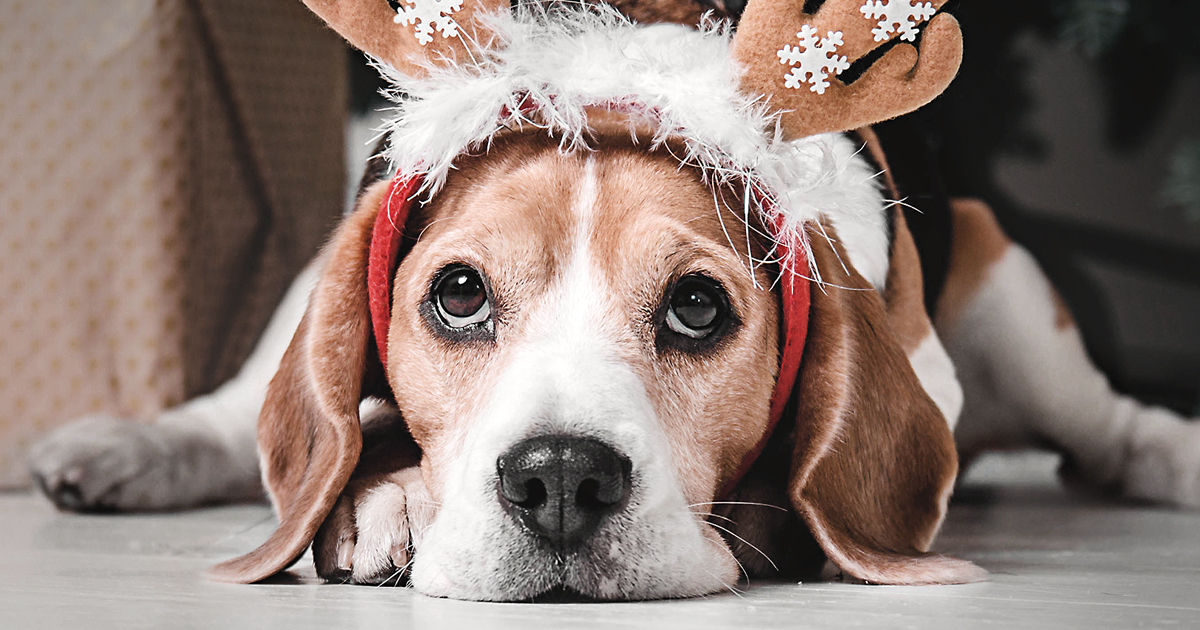 Resist Feeding Holiday Feast Tidbits to Dogs with