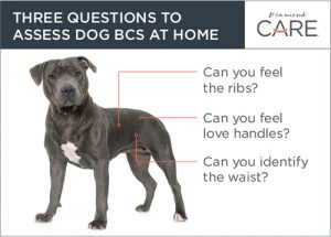 body condition score for dogs