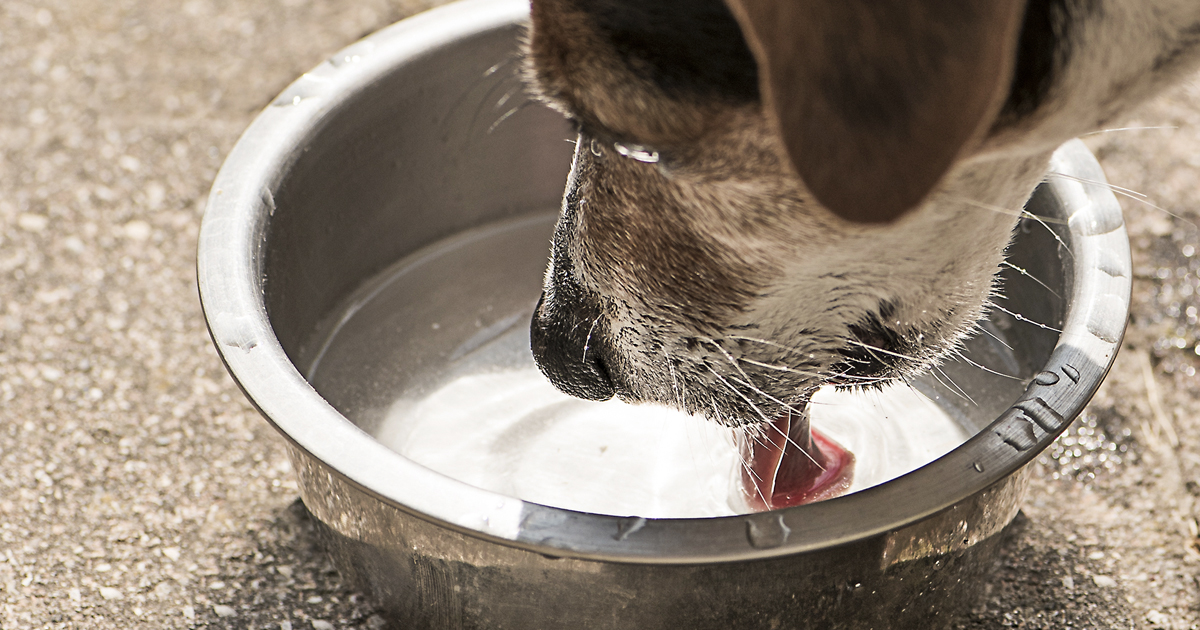 Hydration Is Important to Your Dog’s Health Diamond CARE