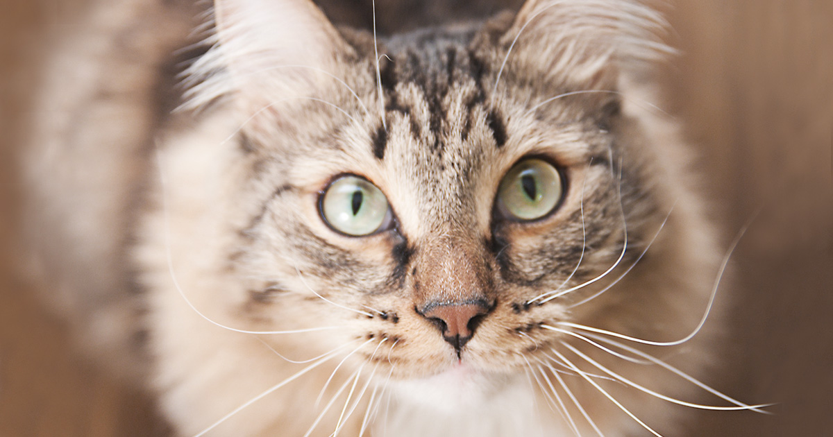 Five Reasons to Tell Your Cat "No People Food" | Diamond CARE