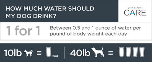 Hydration Is Important to Your Dog’s Health | Diamond CARE