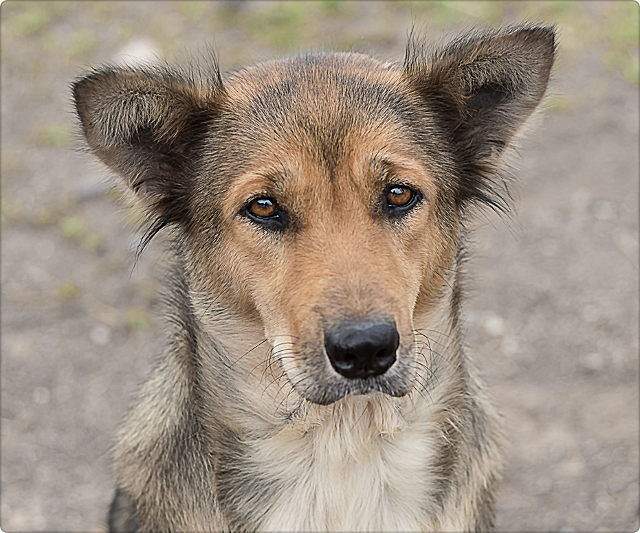 Couple Rescues a Mangy Dog from the Forest and Gives It a ...