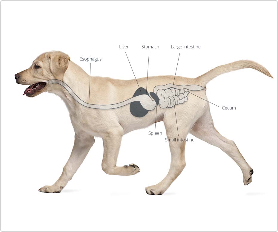 Dog Digestive System Diagram