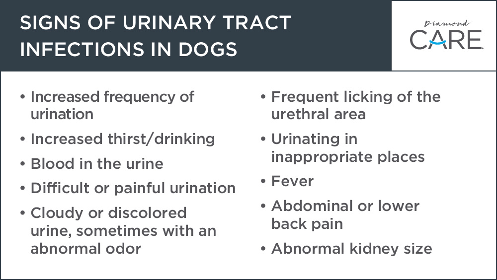 kidney-disease-early-warning-signs-and-symptoms-just-credible