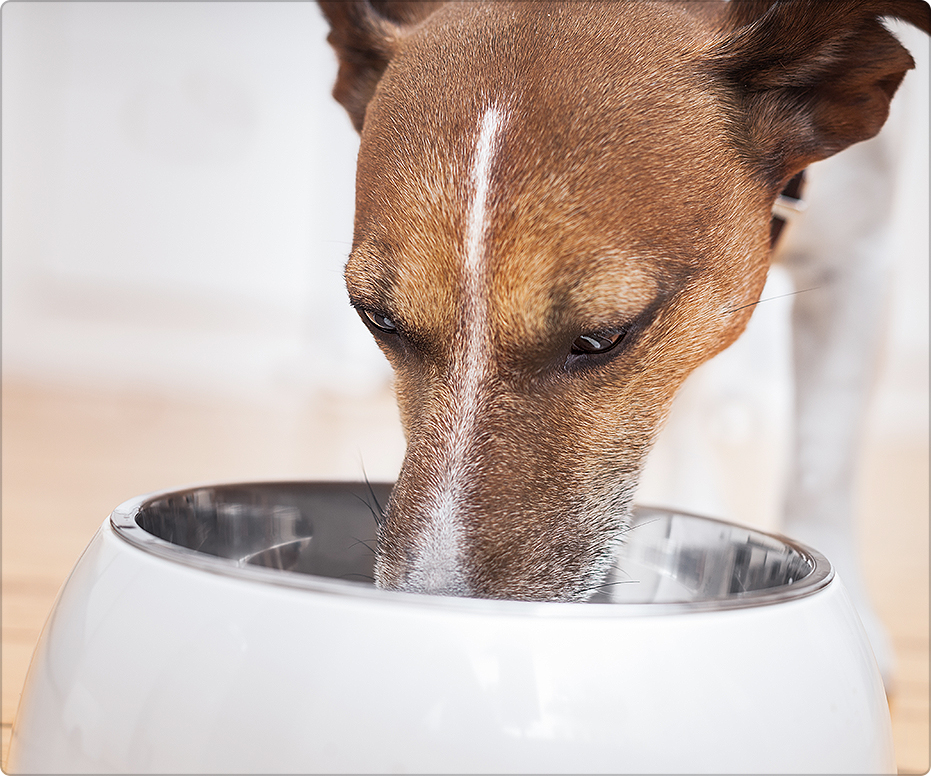 Diet Matters for Dogs With Kidney Disease | Diamond CARE