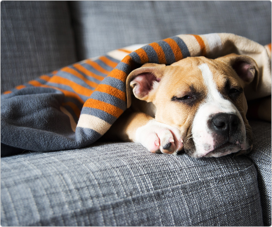How to Help Your Dog Avoid Winter Weight Gain | Diamond CARE