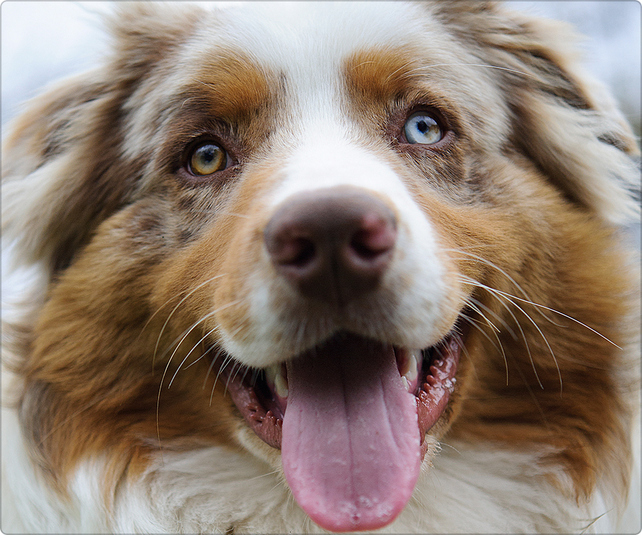 understanding-your-dog-s-skin-and-coat-layer-by-layer-diamond-care