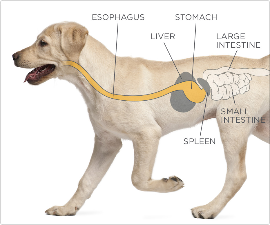 canine-stomach-anatomy