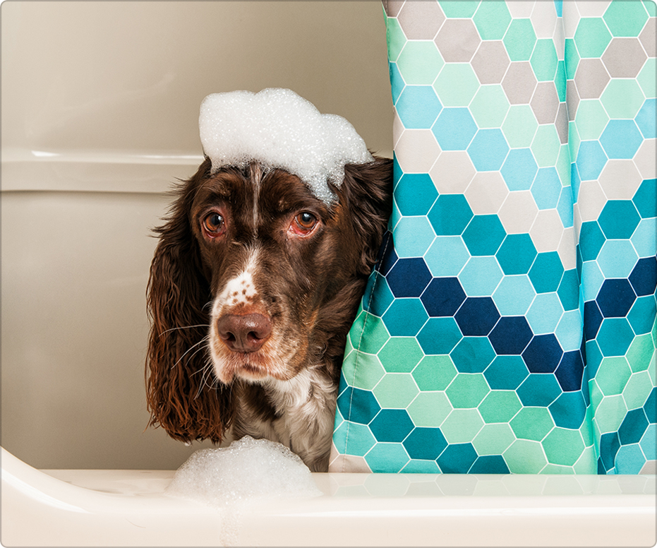 9 Tips To Treat and Care for Your Dogs Sensitive Skin