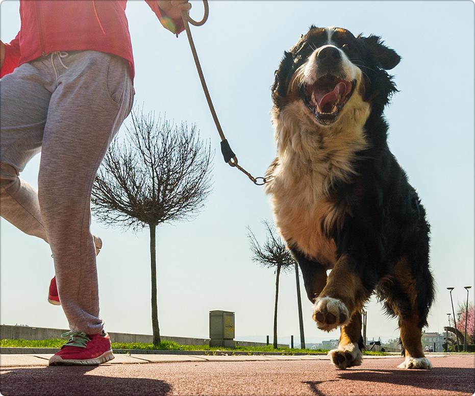 Seven Steps to Help Your Overweight Dog Slim Down | Diamond Care