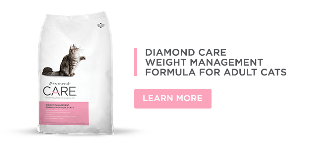 Weight Management for Adult Cats